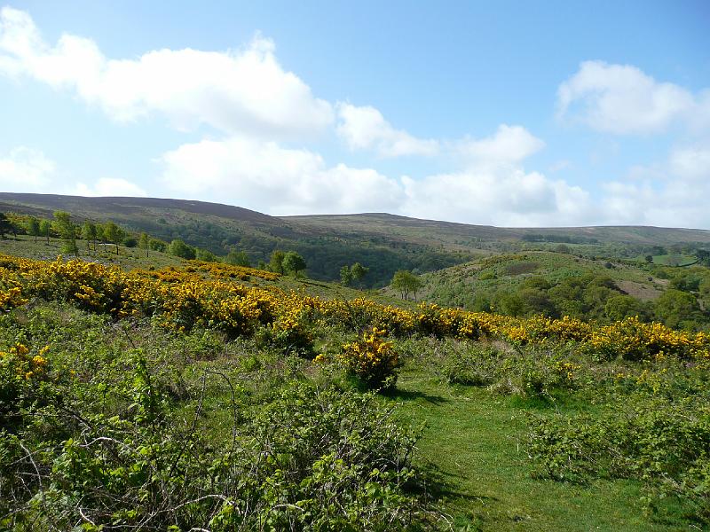 P1010016- Paysage des landes du parc national Exmoor.JPG - Paysage des landes du parc national Exmoor